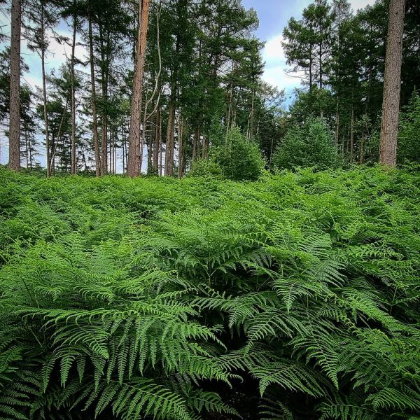 Insta-Foto aus 55.5358