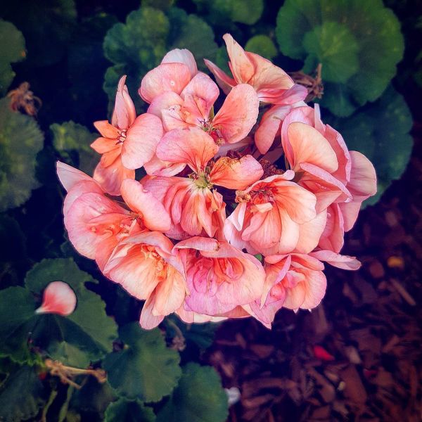 Insta-Foto aus 64.5148