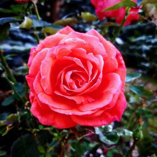 Insta-Foto aus 88.1796