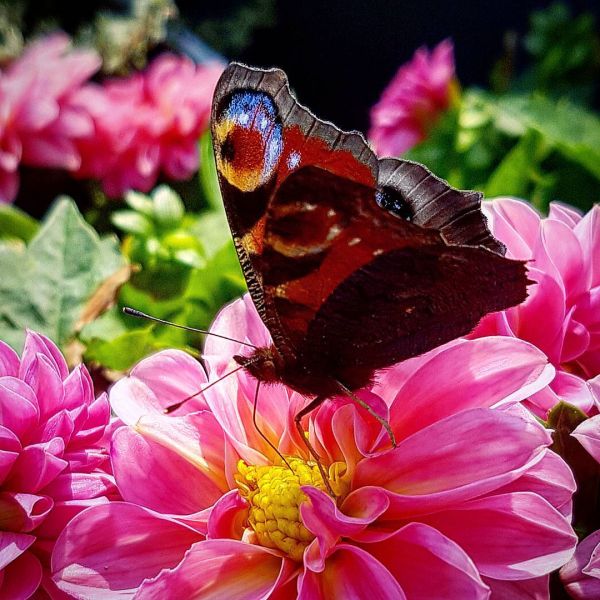 Insta-Foto aus 63.1956