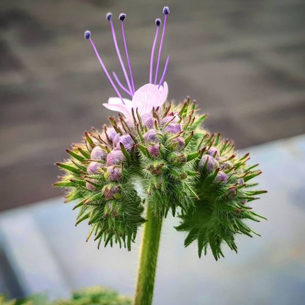 Insta-Foto aus 17.3613