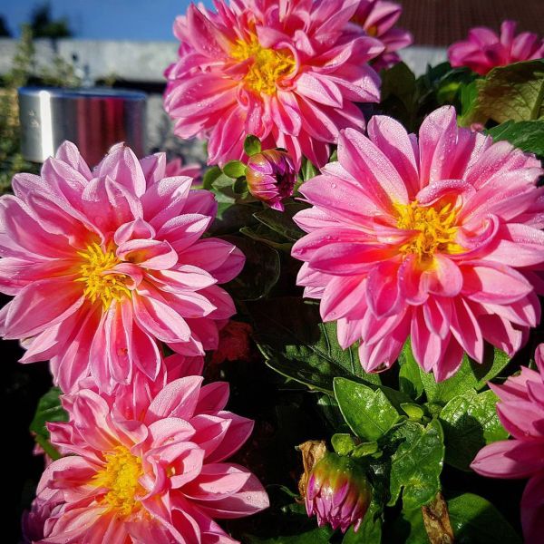 Insta-Foto aus 89.1171