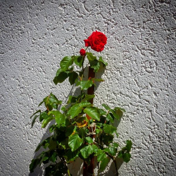 Insta-Foto aus 95.1703