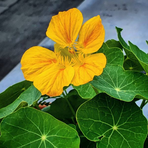 Insta-Foto aus 32.2481