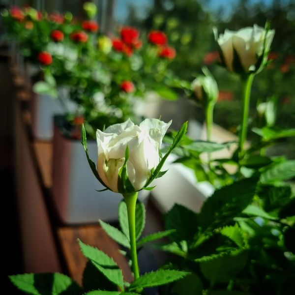 Insta-Foto aus 91.4790