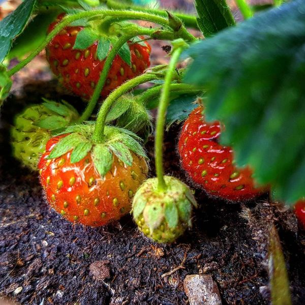 Insta-Foto aus 91.3066