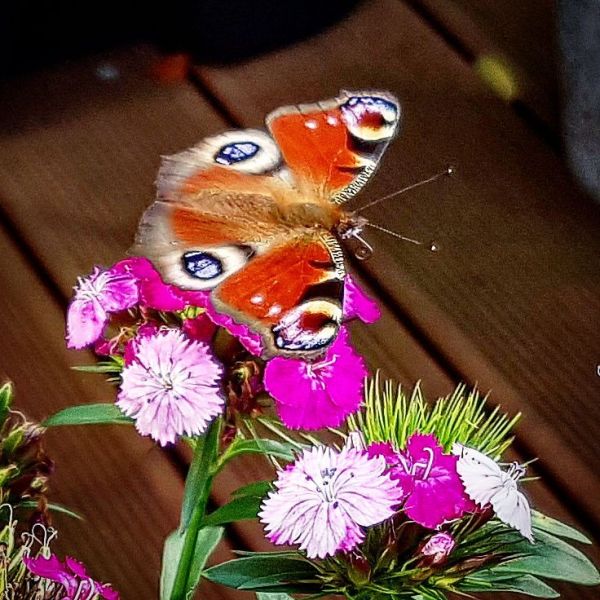 Insta-Foto aus 39.1889