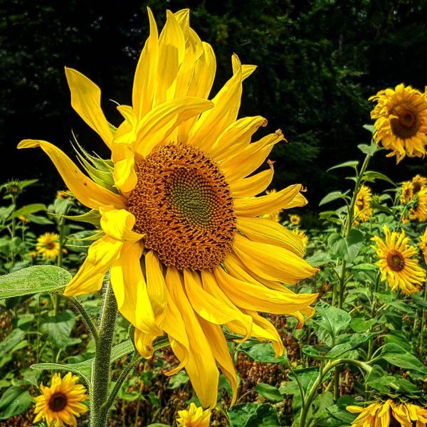 Insta-Foto aus 91.1365