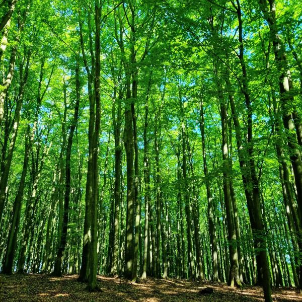 Insta-Foto aus 88.5045