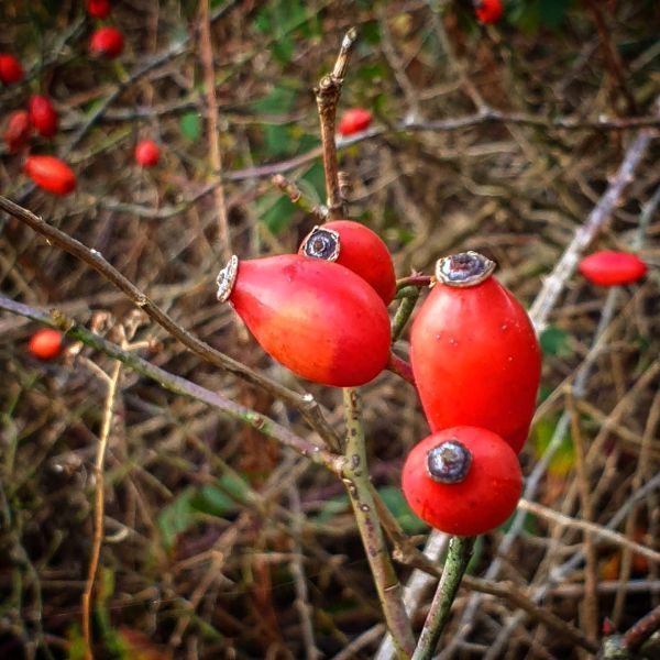 Insta-Foto aus 16.2319