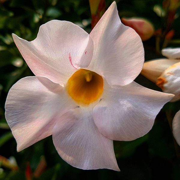 Insta-Foto aus 98.1514