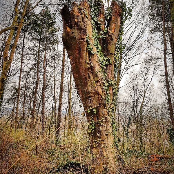 Insta-Foto aus 68.1863