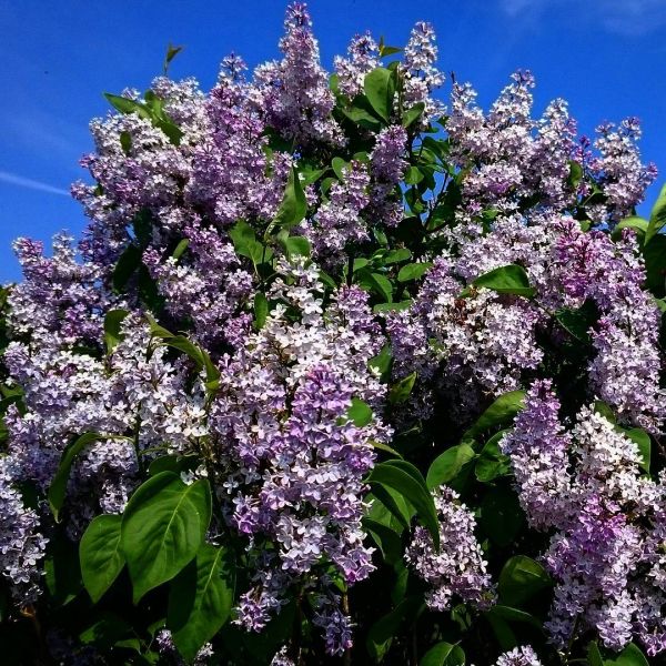 Insta-Foto aus 58.5038