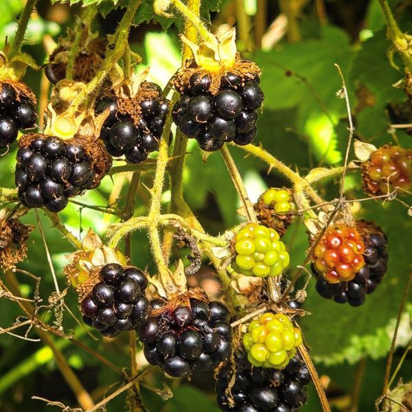 Insta-Foto aus 19.7879