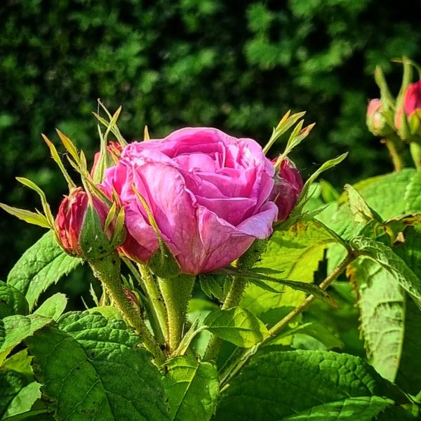 Insta-Foto aus 86.7677