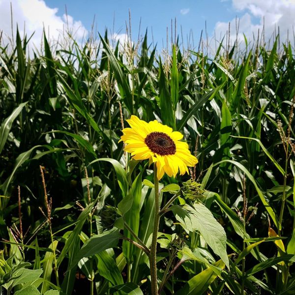 Insta-Foto aus 76.1644