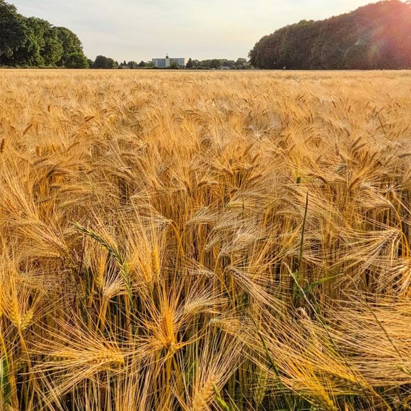 Insta-Foto aus 95.1850