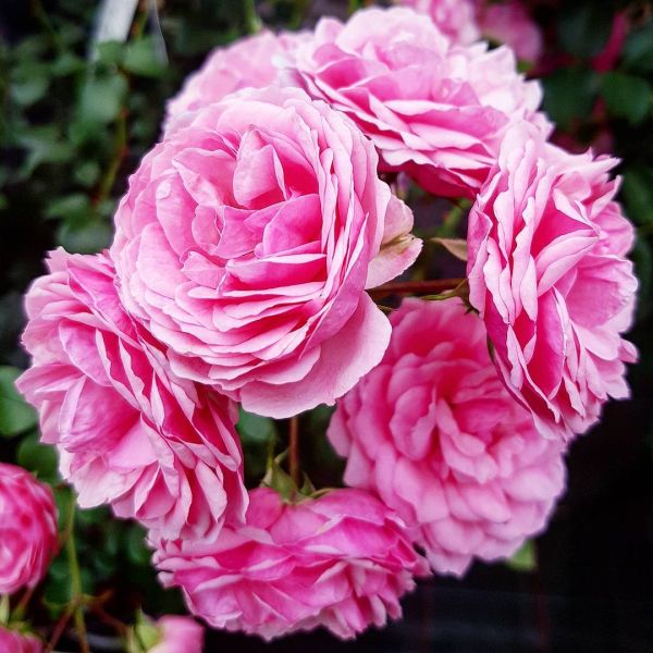 Insta-Foto aus 58.1808