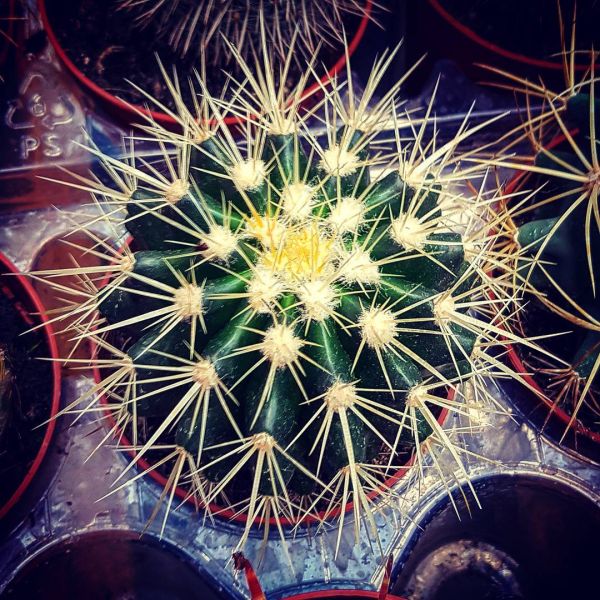 Insta-Foto aus 58.9449