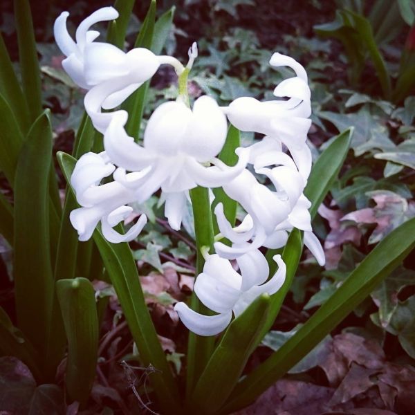 Insta-Foto aus 01.1067