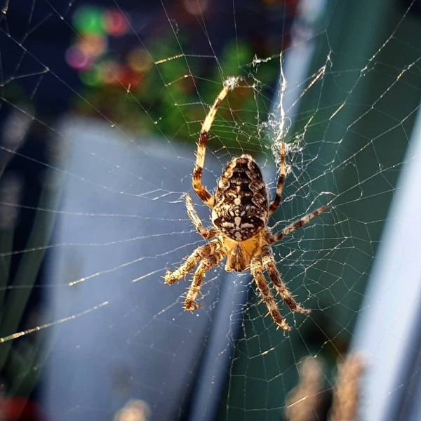 Insta-Foto aus 59.1398