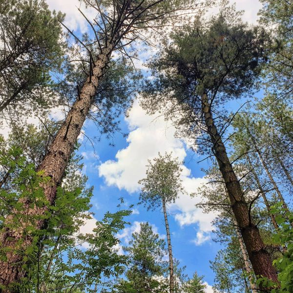 Insta-Foto aus 55.2638