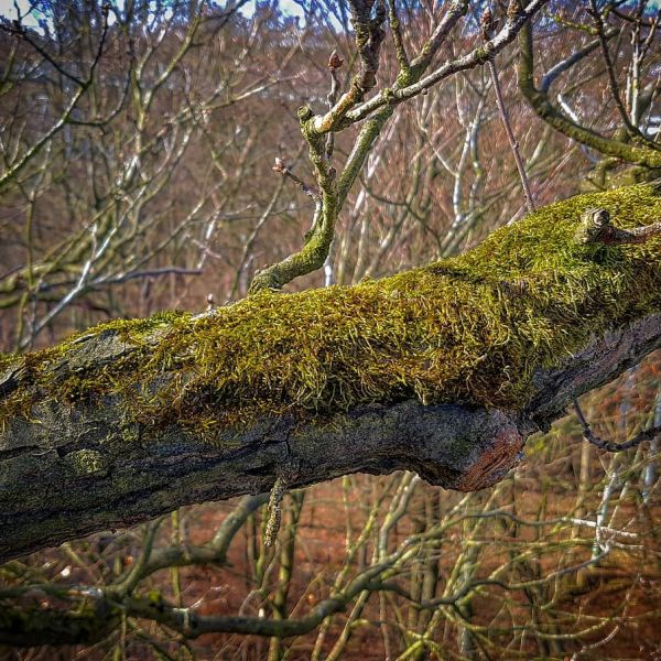 Insta-Foto aus 90.9896