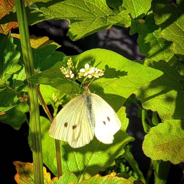 Insta-Foto aus 84.5807