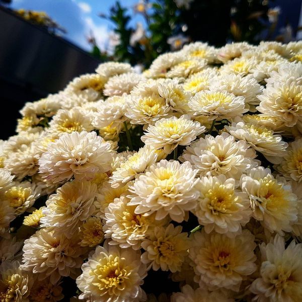 Insta-Foto aus 62.5002