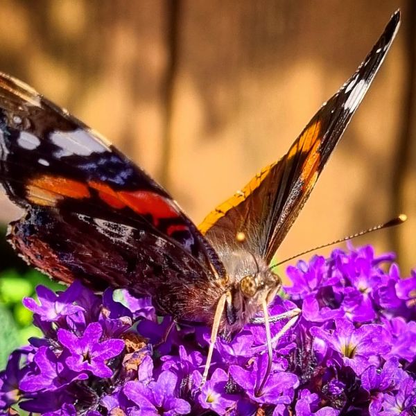 Insta-Foto aus 01.1785