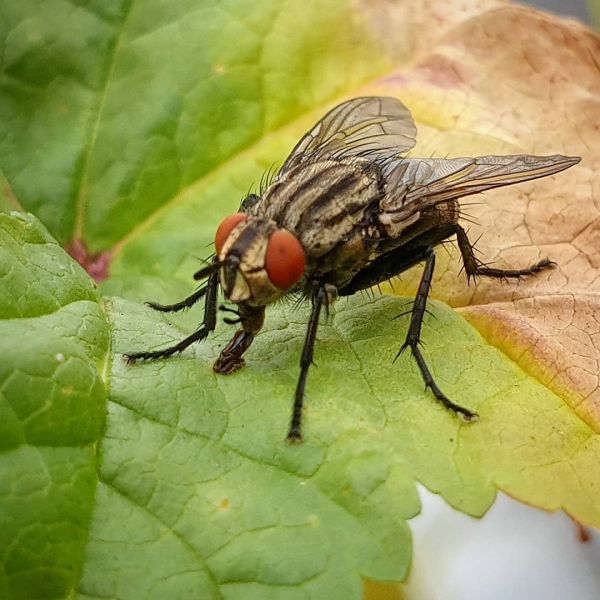 Insta-Foto aus 39.6537