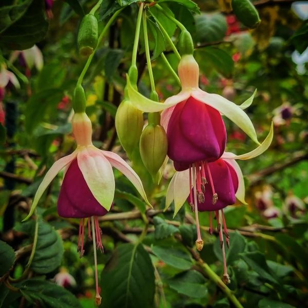 Insta-Foto aus 44.1156