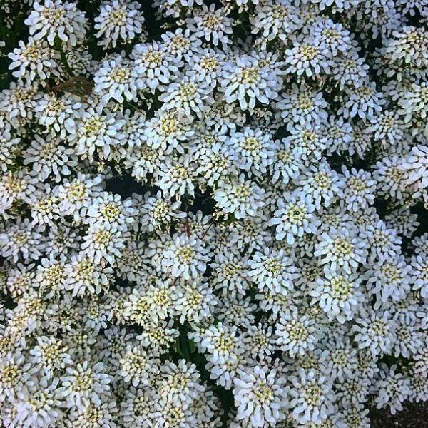 Insta-Foto aus 40.9512