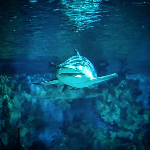 Insta-Foto aus 16.1965