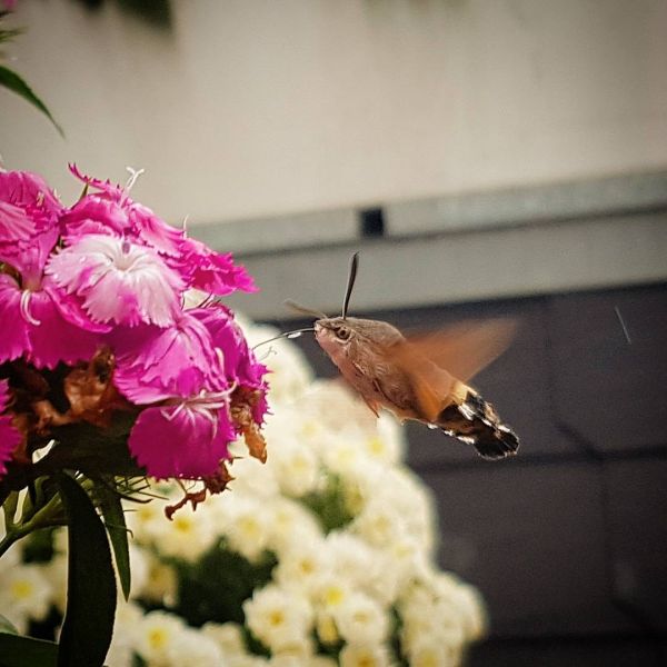 Insta-Foto aus 97.1177