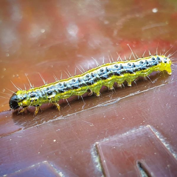 Insta-Foto aus 92.4527