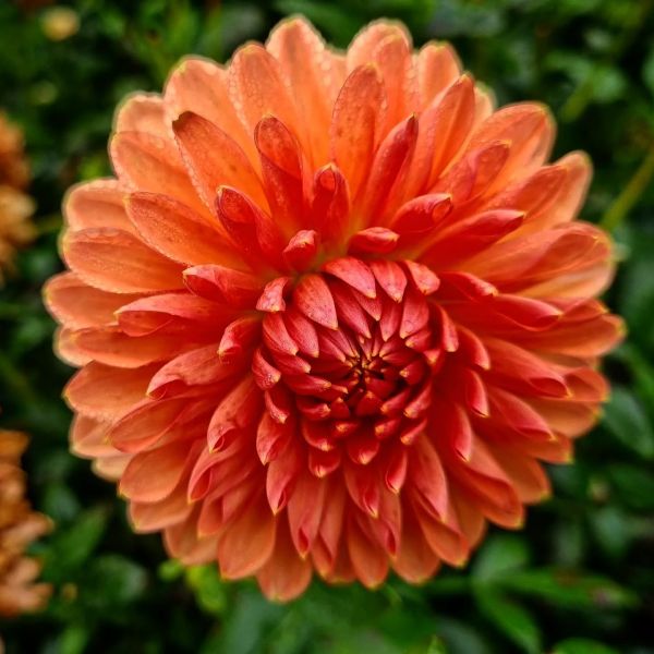 Insta-Foto aus 39.6713